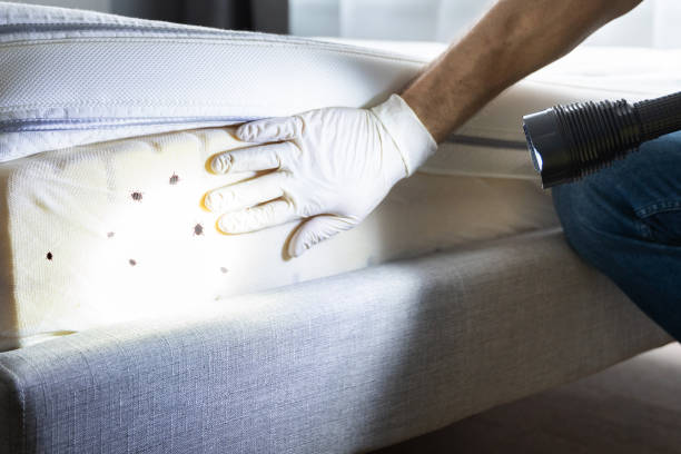 Best Flea Control Services  in Brooklyn, NY
