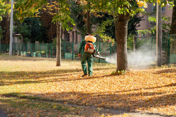 Wasp Removal Services in Brooklyn, NY