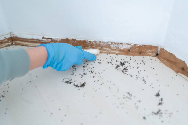 Insect Control in Brooklyn, NY